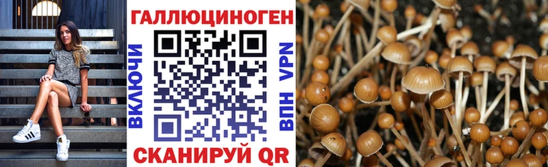 Галлюциногенные грибы Psilocybe  Сосновый Бор 